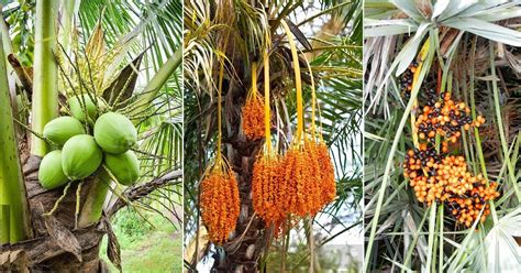 Deciphering Varied Palm Fruit Reveries