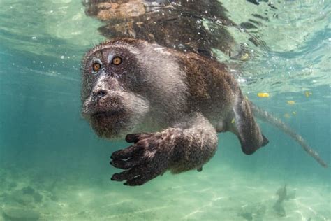 Deciphering the Actions of Primates Submerged in Aquatic Environments