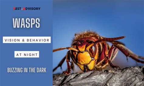 Deciphering the Behavior of a Wasp in Your Vision