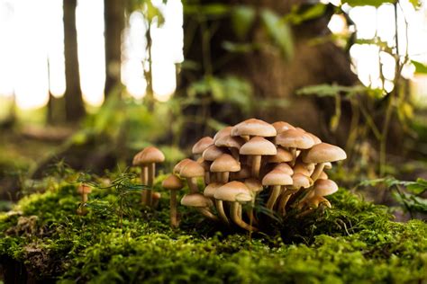 Deciphering the Concealed Meanings in Mushroom-Gathering Dreams