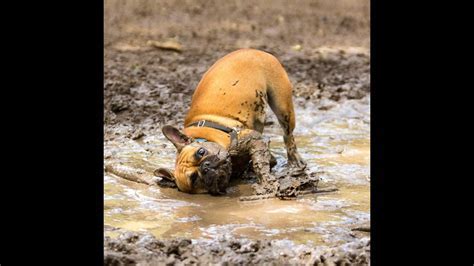 Deciphering the Emotional Significance of Mud Reveries