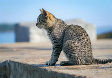 Deciphering the Enigmatic Language of a Crazed Feline's Reverie: Unveiling their Cryptic Messages