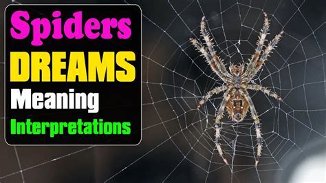 Deciphering the Enigmatic Significance of Arachnid Attacks: Unveiling Latent Messages