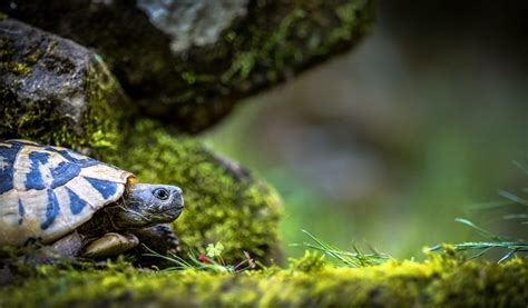 Deciphering the Hidden Significance of Turtles in Aquatic Reveries