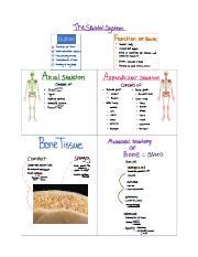 Deciphering the Intricacies of the Skeletal System