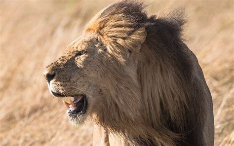 Deciphering the Lion's Roar: Interpreting the Message