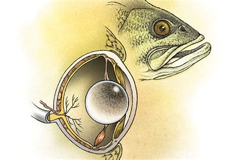 Deciphering the Message: Decoding the Twin Fish Vision