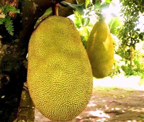 Deciphering the Mysterious Language of Jackfruit Reveries