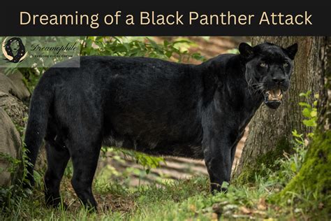 Deciphering the Panther's Motion in Dreamscapes