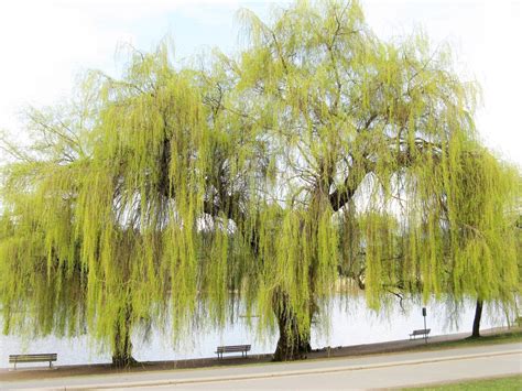 Deciphering the Physical Characteristics of the Enigmatic Willow Amore: Stature and Silhouette