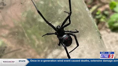 Deciphering the Potential Messages Behind the Presence of Multiple Black Widow Spiders in Dreams