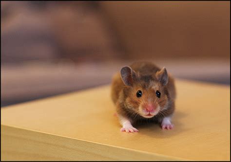 Deciphering the Psychological Importance of Misplaced Hamster Fantasies