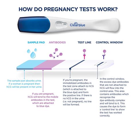 Deciphering the Significance: Comprehending the Affirmative Pregnancy Test