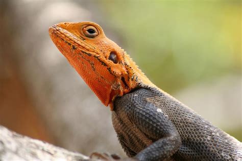 Deciphering the Significance of Lizard Encounters Amidst Personal Spaces