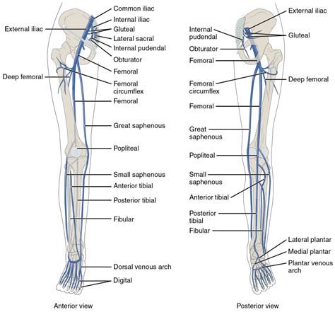 Deciphering the Significance of Needles and Lower Limb