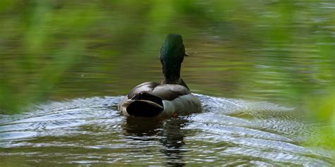 Deciphering the Significance of Pale Waterfowl in Reveries