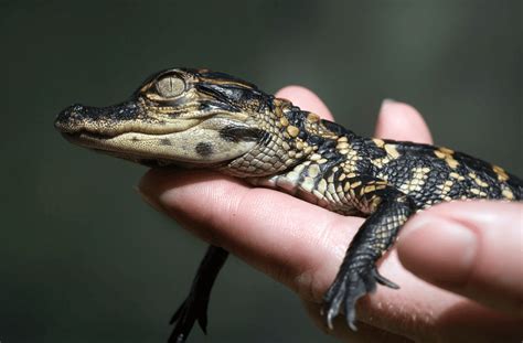 Deciphering the Significance of a Tiny Alligator