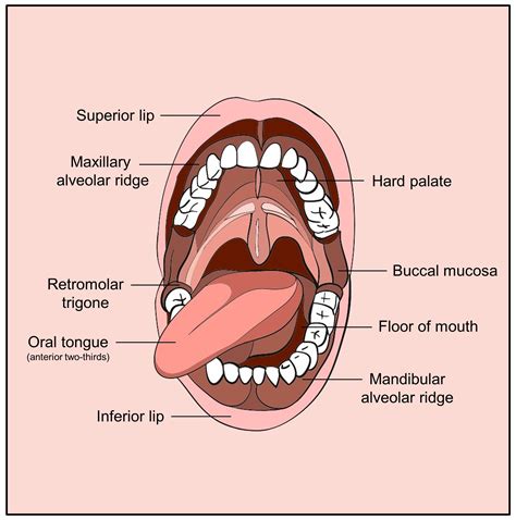 Deciphering the Significance of the Thread in the Oral Cavity Vision