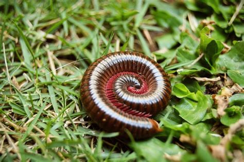 Deciphering the Symbolic Colors of Millipedes in Dreams