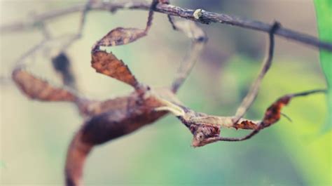 Deciphering the Symbolic Importance of Stick Insects