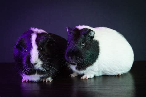 Deciphering the Symbolic Significance of Guinea Pig Dreams