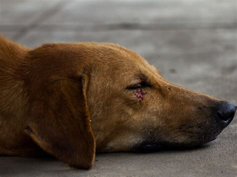 Deciphering the Symbolism of a Hurting Canine