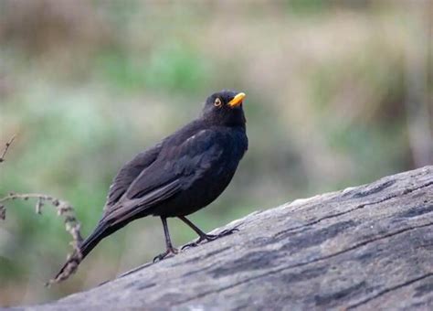 Deciphering the Symbolism of an Avian Onslaught in Oneirology