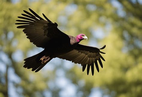 Deciphering the Veiled Significance of Turkey Vultures in Legends and Oral Traditions