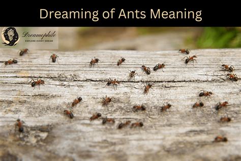 Decoding Ant Dreams: Deciphering the Hidden Messages of the Subconscious