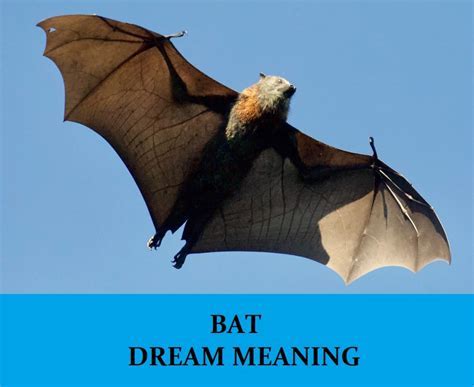 Decoding Bat Dreams in Diverse Cultural and Mythological Contexts