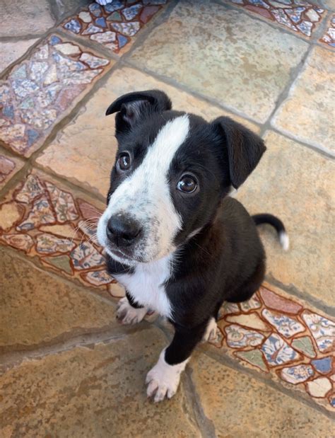 Decoding Canine Melodies: Unveiling Communication in Singing Pooches