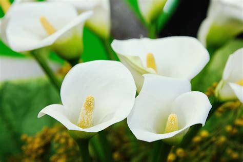 Decoding Dreams: Unveiling the Symbolic Significance of Pure Ivory Calla Lilies