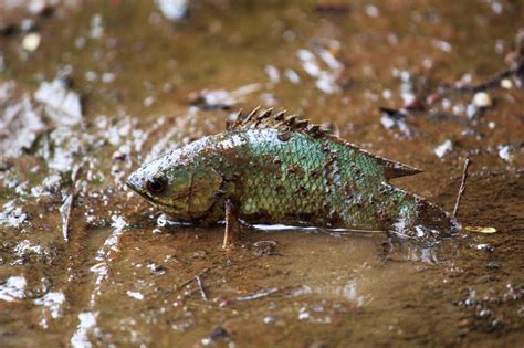 Decoding Dreams: What Throwing Fish in Your Sleep Represents