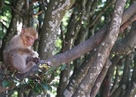 Decoding Infant Primates in Dreams: Insights from the Depths of the Psyche