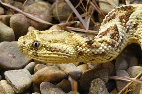 Decoding Puff Adder-Inspired Dreams