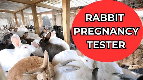 Decoding Rabbit Pregnancy Dreams: Unveiling the Hidden Messages