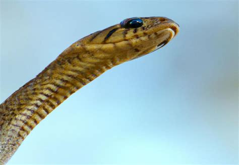 Decoding Snake Dreams to Unveil Personal Guidance