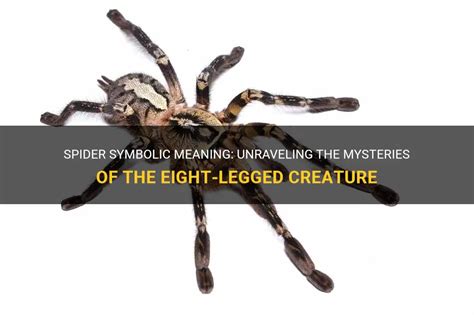 Decoding Spider Pigmentations: Unraveling the Symbolic Significance