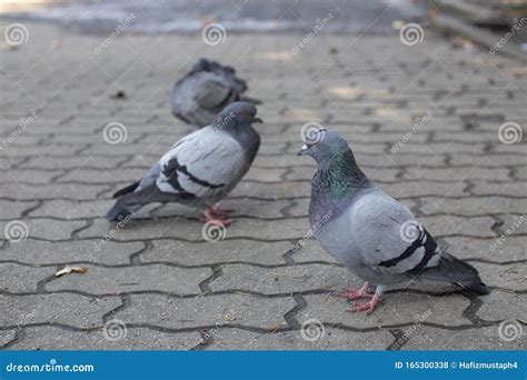 Decoding an Envision of a Flock of Peaceful Pigeons