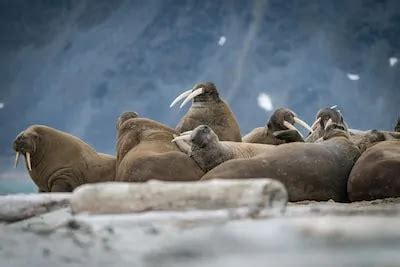 Decoding and Analyzing Dreams: Insight into Interpreting the Symbolism of Walrus Aggressions