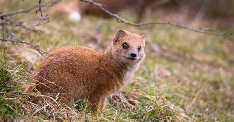 Decoding and Analyzing the Enigmatic Vision of Mongoose Aggression