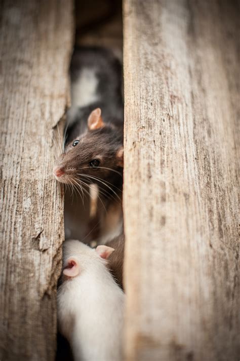 Decoding recurring visions of rodents in your living space