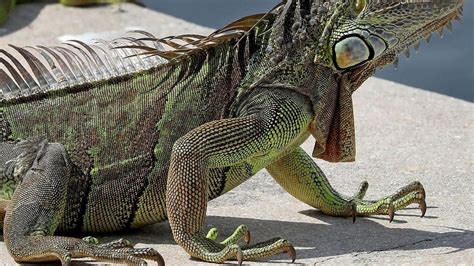 Decoding the Behavior and Appearance of Iguanas in Dream Interpretation