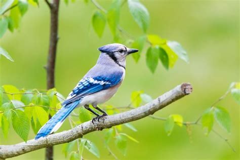 Decoding the Blue Jay's Presence in a Dream: Deciphering the Significance