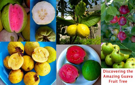 Decoding the Color and Health of the Guava Tree in Dreams