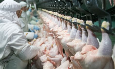 Decoding the Distorted Visions of a Poultry Slaughter Nightmare