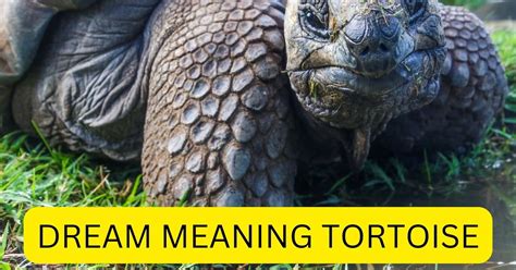 Decoding the Enigma: Understanding the Meaning of Tortoise-Related Dreams