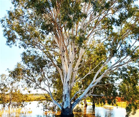 Decoding the Enigma of Red Gum Trees in Dream Analysis