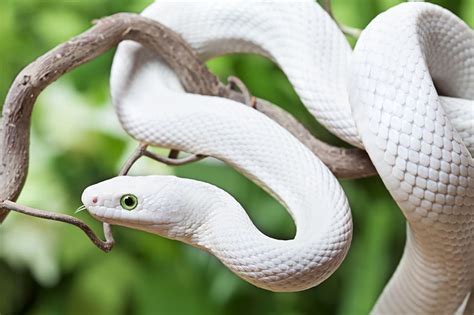 Decoding the Enigma of White Venomous Serpent Dreams