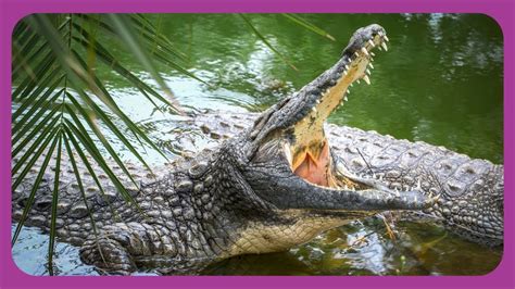 Decoding the Enigmas of Crocodile Behavior